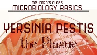 Yersinia pestis  The Plague  Microbiology Lectures [upl. by Acirtal]