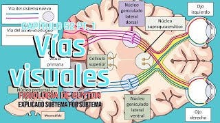 CAP 52 14 Vías visuales l Fisiología de Guyton [upl. by Cacia386]