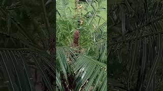 Cycas circinalis cycadaceae  gymnosperms cycas shortsvideo shortvideo shorts [upl. by Carter]