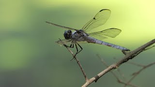 Great Blue Skimmer dragonflies fly and perch around a small pond [upl. by Knudson283]