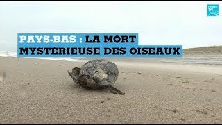 Mort inexpliquée de 20 000 oiseaux marins aux PaysBas [upl. by Relyat]