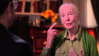 Dr Jane Goodall Interview Last Week Tonight with John Oliver HBO [upl. by Margeaux105]