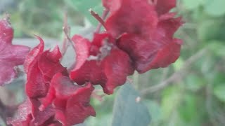 Clerodendrum trichotomum Thunb Closeup View [upl. by Anahoj832]