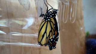 Monarch Butterfly Emerging From The Chrysalis [upl. by Mcclure]