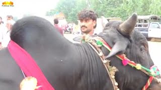 Cow Mandi 2018  Mardan  Khyber Pakhtunkhwa Pakistan [upl. by Notelrahc]