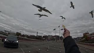 Erie PA in flight with the seagulls [upl. by Hunfredo783]