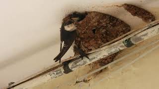 Common House Martin Balestruccio Delichon urbica [upl. by Aram]