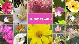 50 flores visitadas por abelhas Flores que as abelhas gostam ABELHAS ASF FLORES [upl. by Libbie]