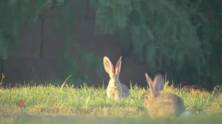 Rabbits Slow Motion [upl. by Kramal471]