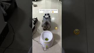 O melhor achado 🐾 link na descrição Bio e na comunidade do canal cachorro shopee pets [upl. by Ellimac255]