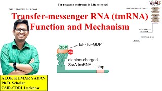 Transfermessenger RNA tmRNA Function and Mechanism and its related Q ask in csir Dec 2023 jrf [upl. by Nnalatsyrc]