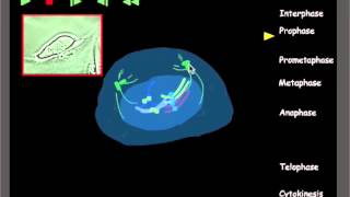 Mitosis review [upl. by Sabas]