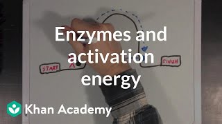 Enzymes and activation energy  Biomolecules  MCAT  Khan Academy [upl. by Philine]