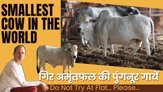 Punganur Cow Of Gir Amritphal Gaushala Truth About worlds Smallest Cow । Shocking । Dairy Farming। [upl. by Sinnelg]