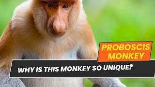 Meet The Worlds Weirdest Monkey wildlife animal monkey naturedocumentary proboscismonkey [upl. by Llebpmac431]