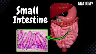 Small Intestine Anatomy Parts Topography Structures Layers [upl. by Alleirbag]