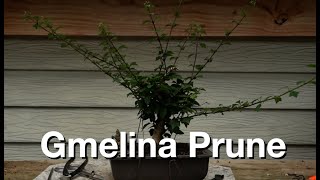 Gmelina Prune Daves Bonsai E330 [upl. by Llednov846]