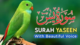 🔴live Surah Yaseen Full  Beautifull Tilawat Surah Yaseen with HD text [upl. by Aliek]