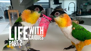 Life with Caique Parrots Part 2 [upl. by Bonnie]