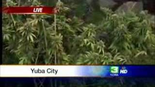 2 Neighboring Pot Houses Found In Yuba City [upl. by Mairem]