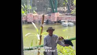 Nonton Atraksi Menakjubkan dari Jakarta Bird Land Ancol  Free Flight Bird Show [upl. by Drahcir]