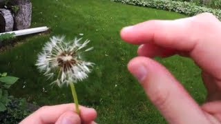 Seed Dispersal The Amazing Ways Seeds Travel [upl. by Ariahay]