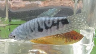 Breeding Gouramis PreSpawning Behaviour Part 1 [upl. by Abehsat964]