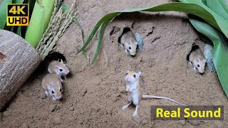 Cat TV mouse digging burrows  holes in sand  playing and squeaking 8 Hour 4k UHD [upl. by Inaffets679]