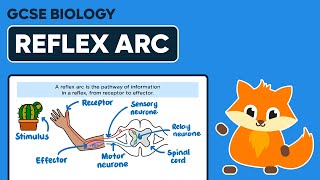 Reflex Arc  GCSE Biology [upl. by Liakim959]