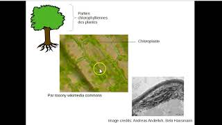 La photosynthèse  détail des phases [upl. by Yeldnarb]