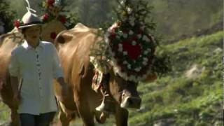 Almabtrieb Zillertal Tirol  Österreich 🐮 [upl. by Jevon624]