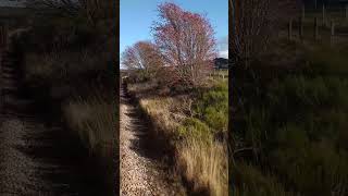 Onboard a steam train on the Strathspey railway shorts train steamtrain trainjourney subscribe [upl. by Feingold]