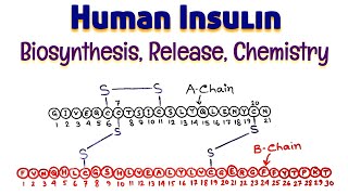 Human Insulin Biosynthesis Release Chemistry  Structure of Insulin Hormone  Endocrine Pancreas [upl. by Elleinahc]