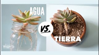 Como Reproducir suculentas en Agua y Tierra  VLOG DIY [upl. by Breena]