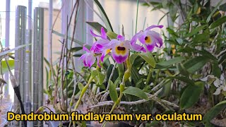 덴드로비움 핀들레이아눔 오큘라툼 봉요석곡蜂腰石斛 Dendrobium findlayanum var oculatum [upl. by Nevak]