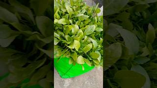 Palak grow in grow bag 🌿🌿🌿🌿🌿🌿🌿🌿🌿grow beginners gardening garden viralvideo [upl. by Eilasor522]