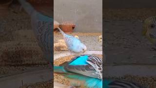 Beautiful Budgies parakeets ❤️ [upl. by Ykcor184]