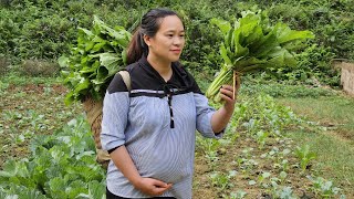 A Day Of Harvesting Ginger amp Green Vegetables In The Garden Goes to market sell  Lý Thị Ca [upl. by Doehne20]