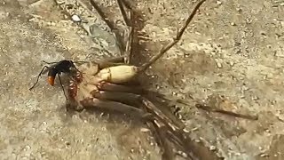 Tarantula hawk hatching eggs inside a spider abdomen by paralyzing a spider [upl. by Paulie]