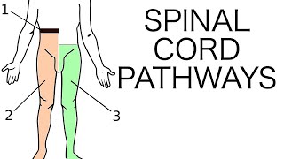 Spinal Cord Pathways [upl. by Pesek]