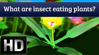 General Knowledge for Kids  What Are Insect Eating Plants [upl. by Hartnett]