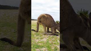 Jumping Kangaroos and Playful Boxing Australias Incredible Marsupials in Action [upl. by Ahseina]