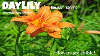 ⟹ DAYLILY  Hemerocallis fulva var fulva  Invasive species [upl. by Yaluz]