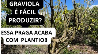 VALE A PENA PLANTAR GRAVIOLA PLANTIO DE GRAVIOLA COM 8 ANOS [upl. by Nnylaf]