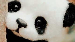 🥰🐼LETS PLAY CUTE PANDA COIN BANK SHORTLIVE SHORTFEED VIRAL [upl. by Quintin]