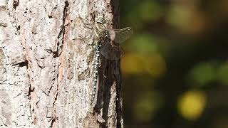 Common Hawker Dragonfly  Devilla Forest  Fife  17092024 [upl. by Ahsatak]