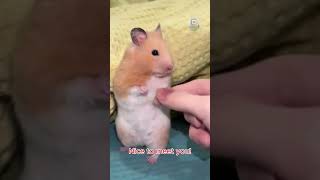 Meet My Adorable Funny Hamster cute pets comedy cat corgi puppy funny labrador shorts [upl. by Ahsemo395]