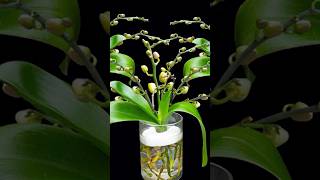 Pour a spoonful into water orchid roots will be healthy and magically bloom many flowers orchid [upl. by Bouley]