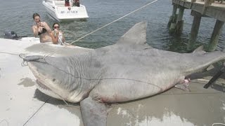 The 9 Biggest Sharks Ever Caught [upl. by Nesline]