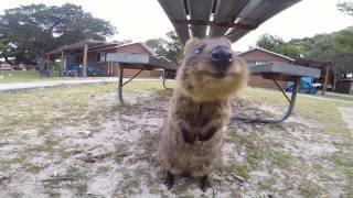 World Happiest Animal Quokka on Rottnest Island Perth [upl. by Tedmund]